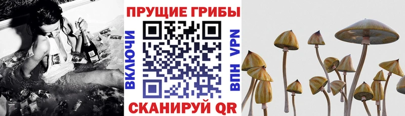 Купить закладки  Холмск  Галлюциногенные грибы Magic Shrooms 
